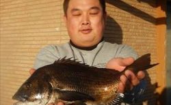 20251216 メジナ、クロダイ、シマアジ　白浜渡船