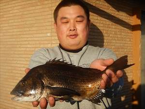 20251216 メジナ、クロダイ、シマアジ　白浜渡船