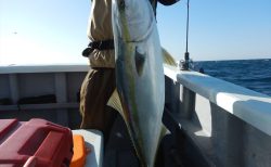 20260118　ワラサ　白浜渡船・ルアー・ジギング船魚拓号