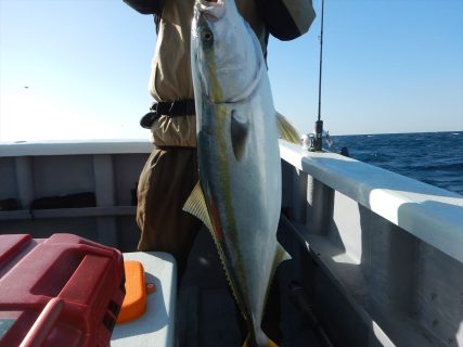 20260118　ワラサ　白浜渡船・ルアー・ジギング船魚拓号