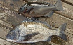 20260118 メジナ、クロダイ釣れる 白浜渡船