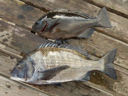 20260118 メジナ、クロダイ釣れる 白浜渡船