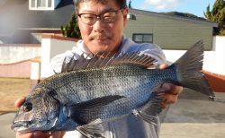 20260125　クロダイ・メジナ　白浜渡船