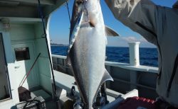 20260129　カンパチ　白浜渡船ルアー・ジギング船魚拓号