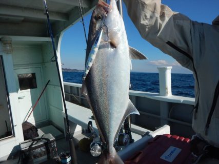 20260129　カンパチ　白浜渡船ルアー・ジギング船魚拓号