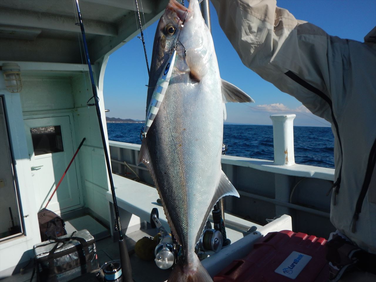 20260129　カンパチ　白浜渡船ルアー・ジギング船魚拓号