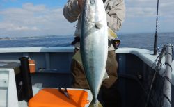 20260214　ワラサ　マハタetc　白浜渡船・ルアー・ジギング船魚拓号