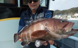 20260224　カンパチ＆マハタetc　白浜渡船・ルアー・ジギング船魚拓号
