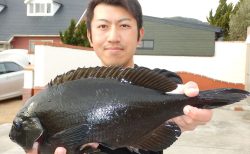 20260214 メジナ 40㎝　1㌔　35.5㎝ 釣れる　白浜渡船