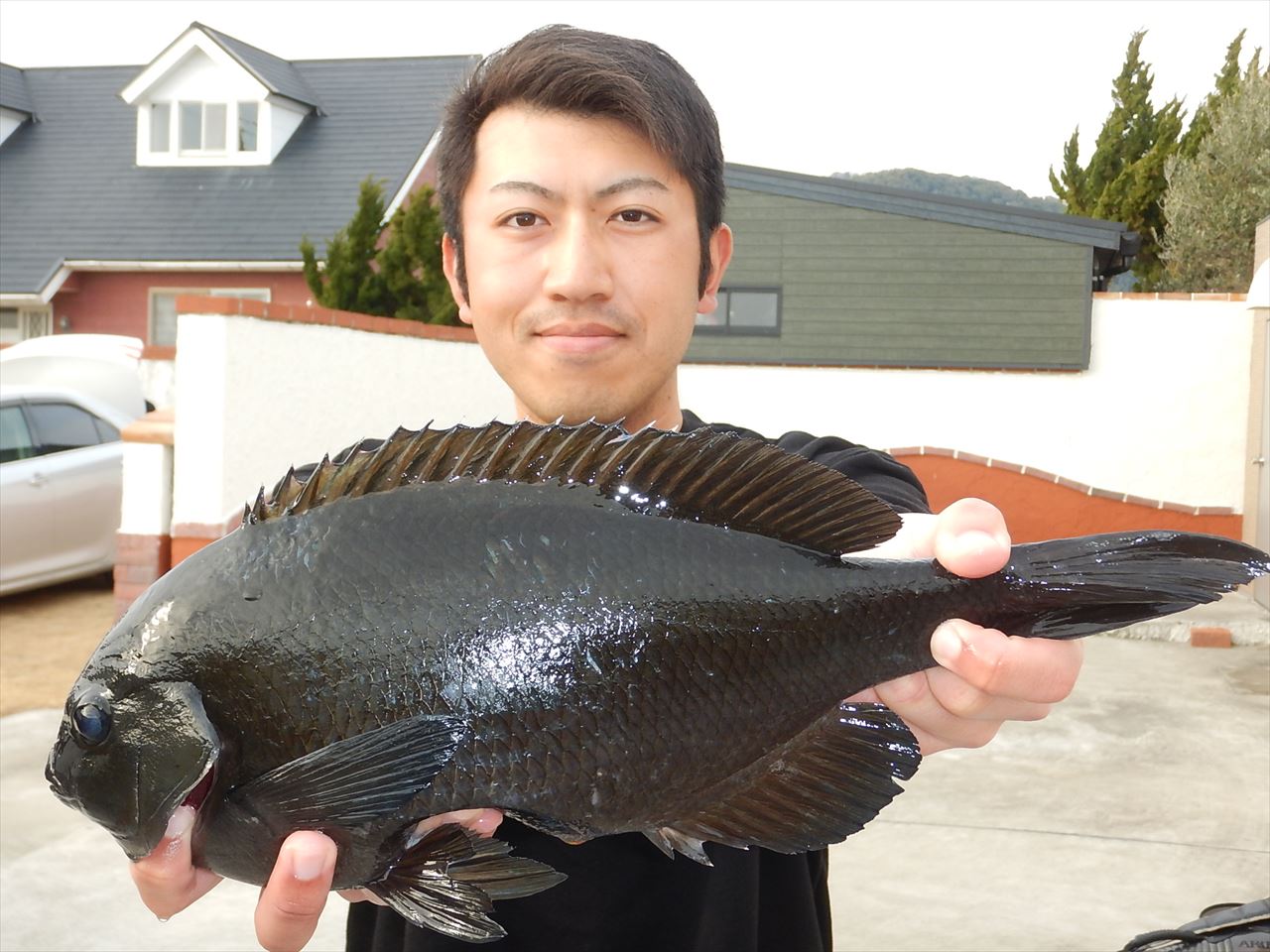 20260214 メジナ 40㎝　1㌔　35.5㎝ 釣れる　白浜渡船