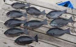 20260217　メジナ　白浜渡船