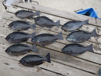 20260217　メジナ　白浜渡船