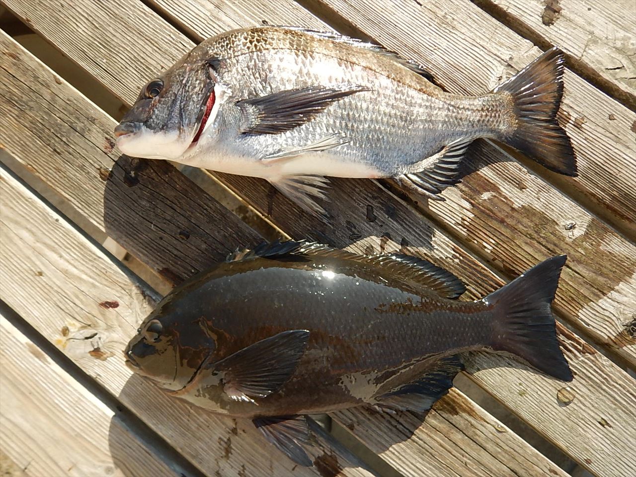 20260221 メジナ・クロダイ 白浜渡船