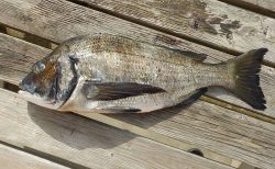 20260224 メジナ好調　白浜渡船