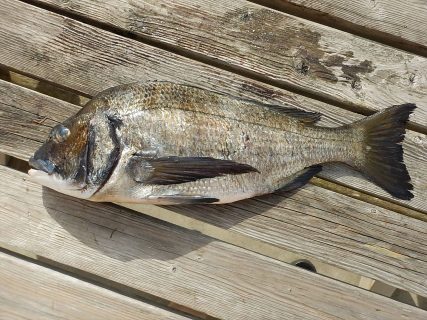 20260224 メジナ好調　白浜渡船