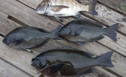 20260227　メジナ・クロダイ釣れる　白浜渡船