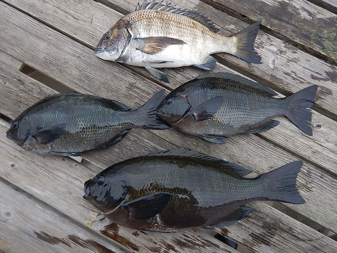 20260227　メジナ・クロダイ釣れる　白浜渡船