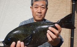 20260228 メジナ40㎝ オーバー連発! 白浜渡船