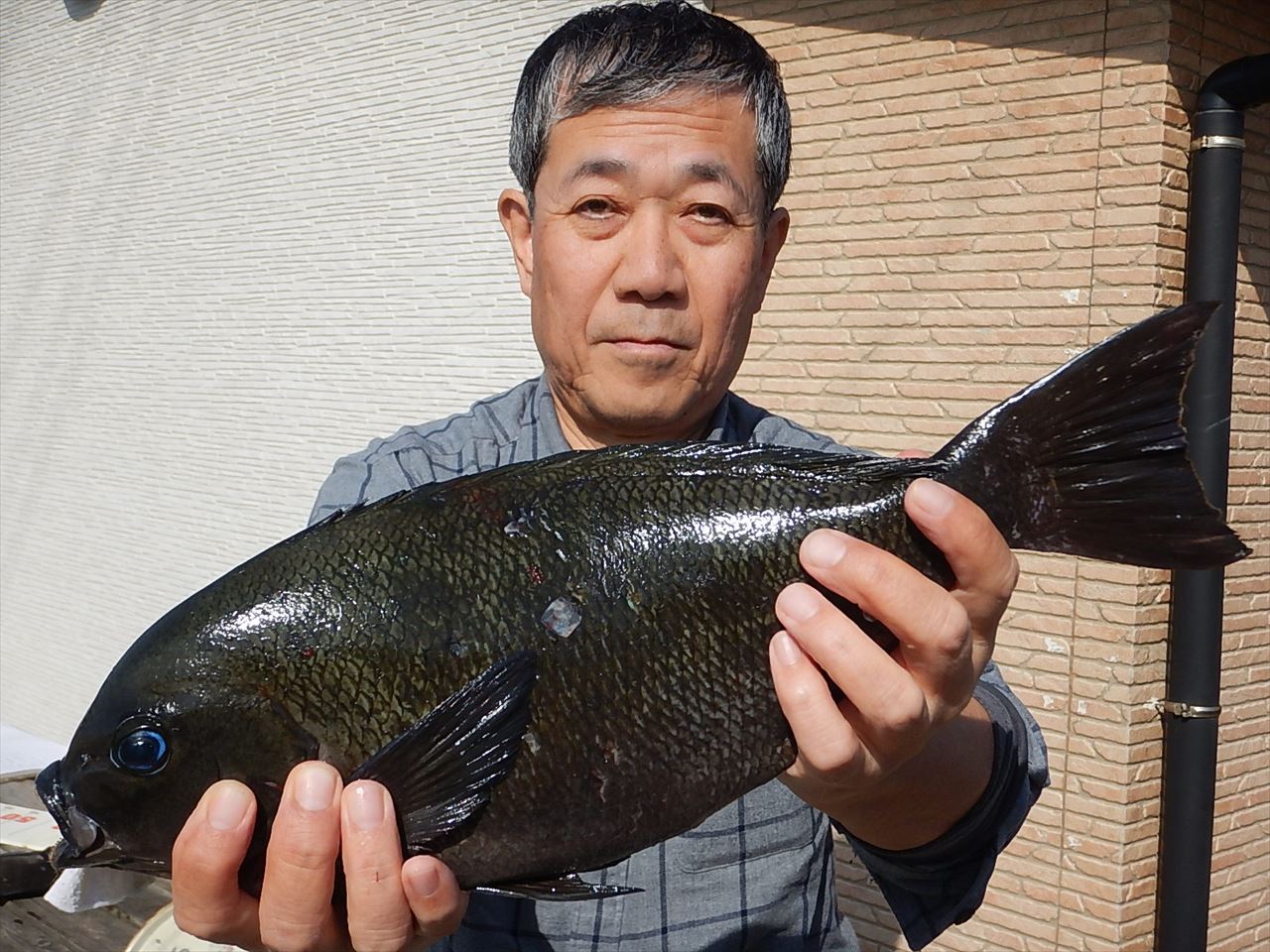 20260228 メジナ40㎝ オーバー連発! 白浜渡船