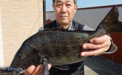 20260312 メジナ・クロダイ45ｃｍ釣れる　白浜渡船