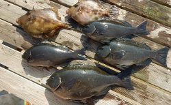 20260321 メジナ 白浜渡船