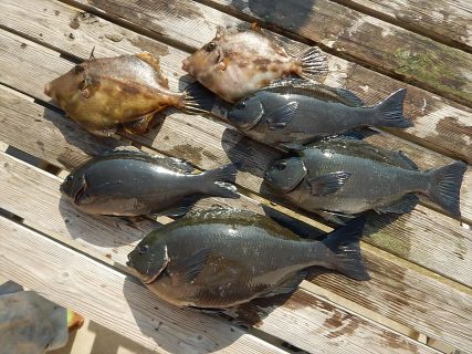 20260321 メジナ　白浜渡船