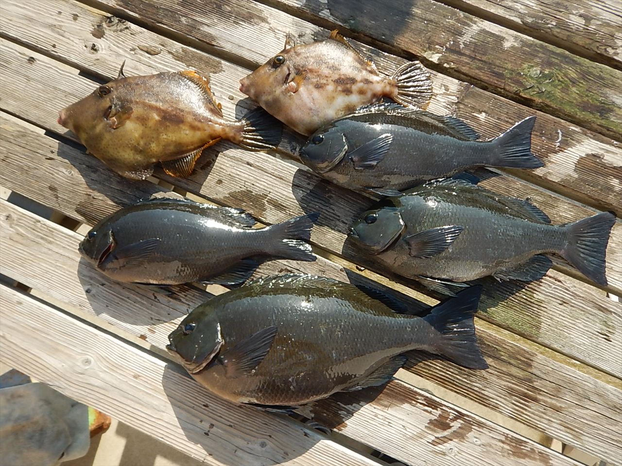 20260321 メジナ　白浜渡船