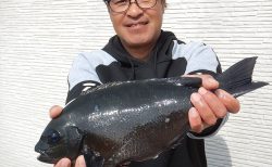 20260322 　メジナ 40㎝　1.25㌔ノッコミ～♪　白浜渡船